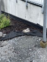 Rundgang durch Brønnøysund 