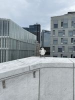 Rundgang durch Oslo - Opernhaus