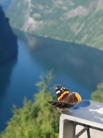 Ein stiller Beobachter....