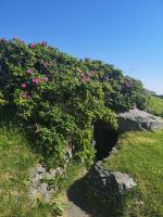 Früher mit Gewehr geschützt, heute mit Rosen geschmückt - Eingang in den Bunker - Bud