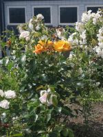 Man kann leider der Duft der Rose nicht aufs  Foto fangen ....