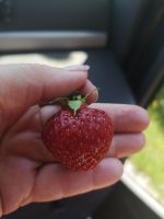 Die letzte Erdbeere von Valldal 