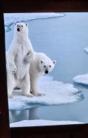 Camp Barentz,  Eisbären Präsentation 