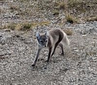 Ny Alesund,  Polarfuchs