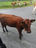 Eine Schönheit zwischen den gleichen ....:-)