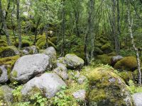 Siehst du die - die Waldtrolle?