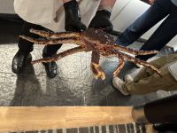 Riesenkrabbenpräsentation