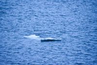 Eis im Varangerfjord aus dem Pasvikfluss
