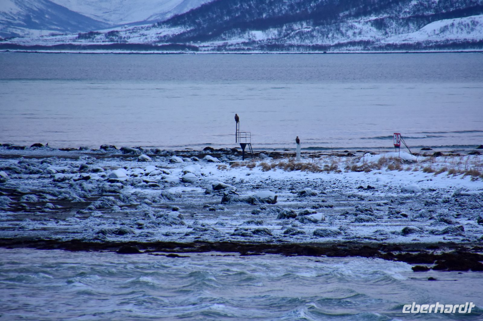 Vesterålen - Insel Hinnøya - Risøyrenna - Seeadler