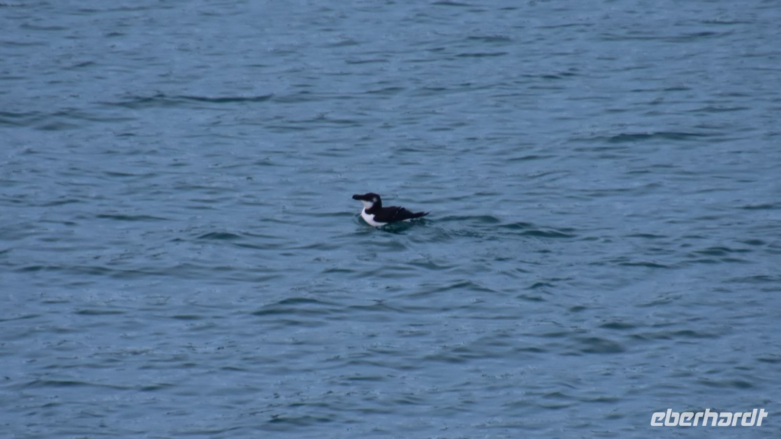Vesterålen - Insel Hinnøya - Risøyrenna - Risøyhamn - Tordalk im Winterkleid