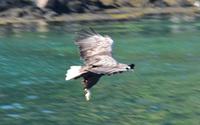 245 Lofoten, Adlersafari