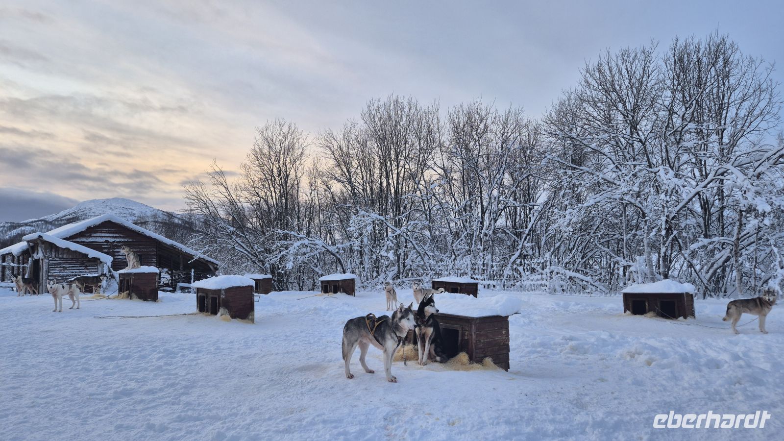 Senja Husky Adventure