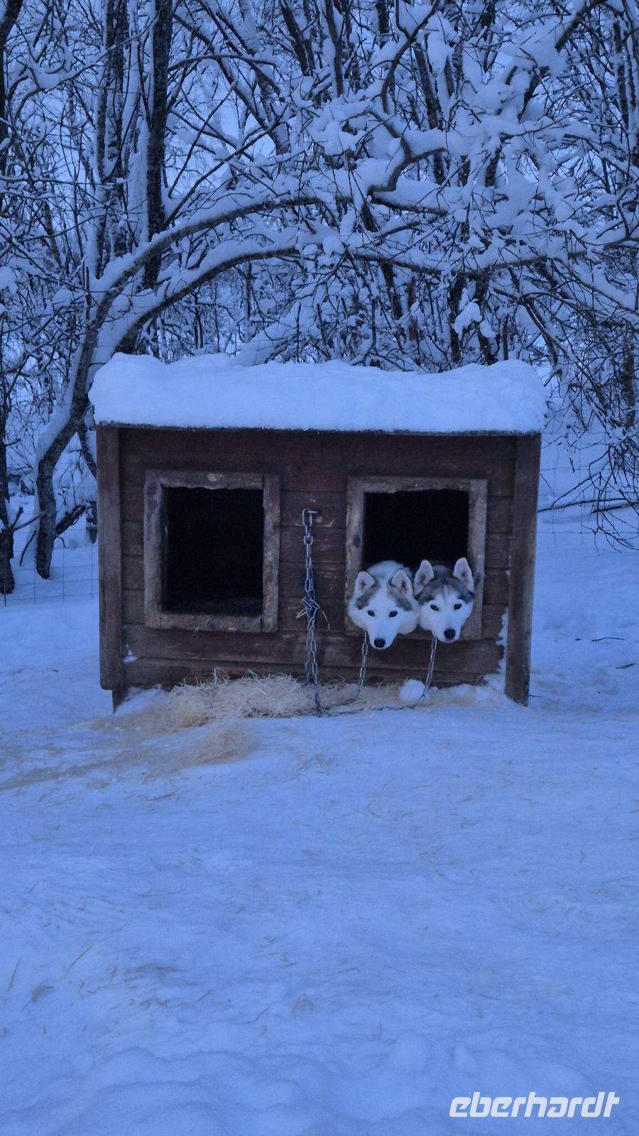 Senja Husky Adventure