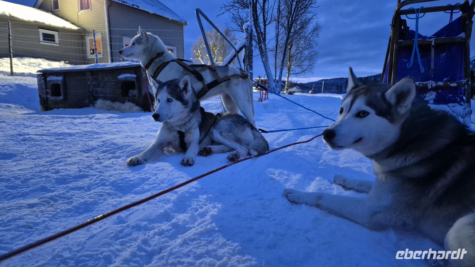 Senja Husky Adventure