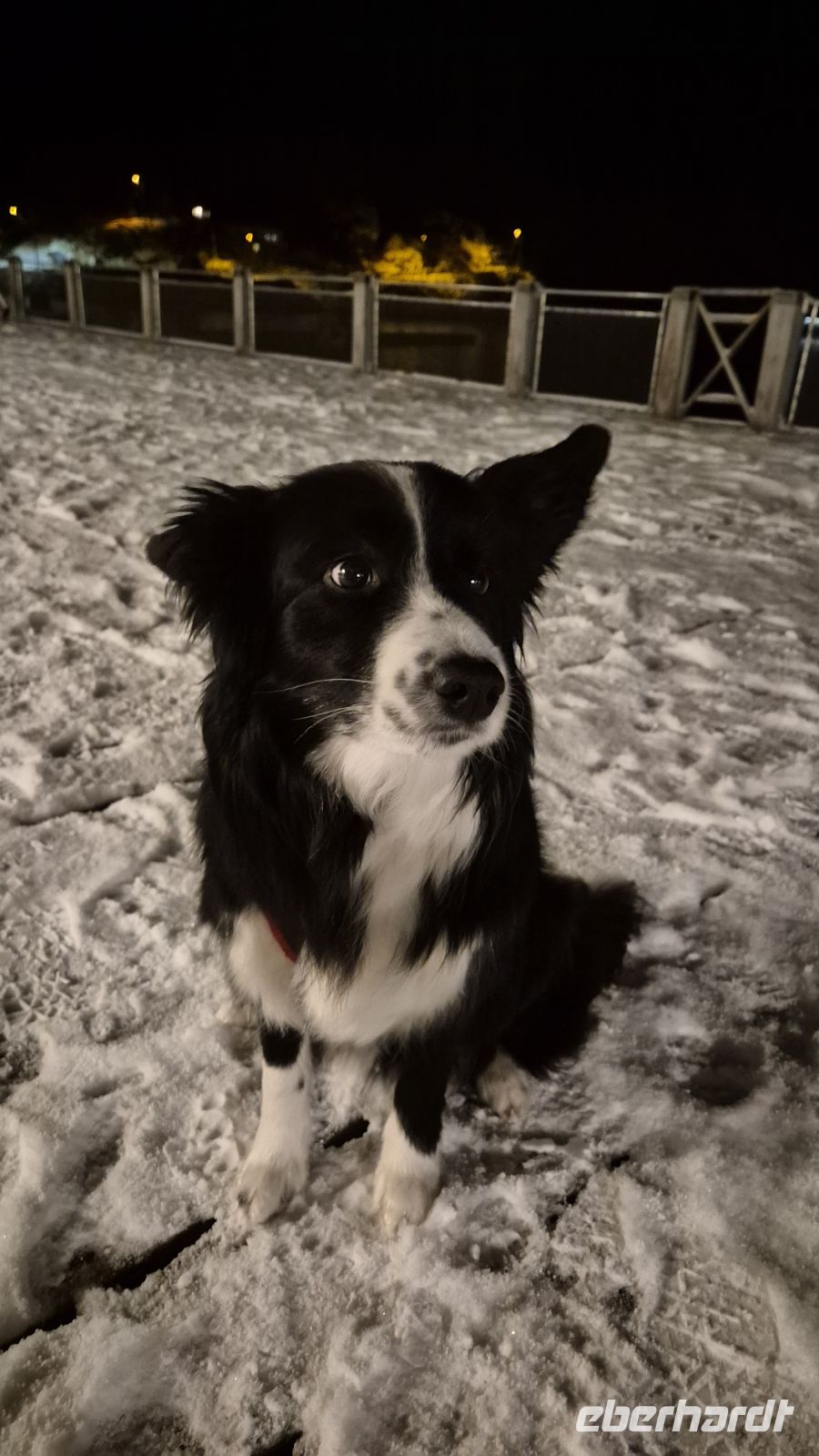 Pippi - die Emotional Support Hündin