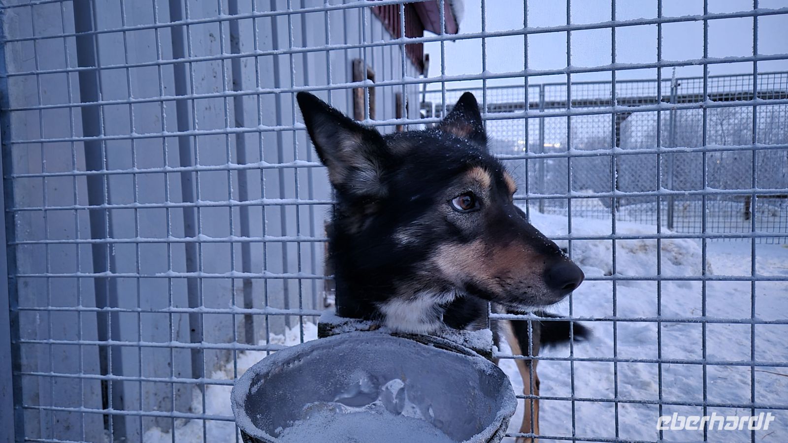 Huskyschlitten-Fahrt