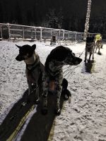 Huskyschlitten-Fahrt