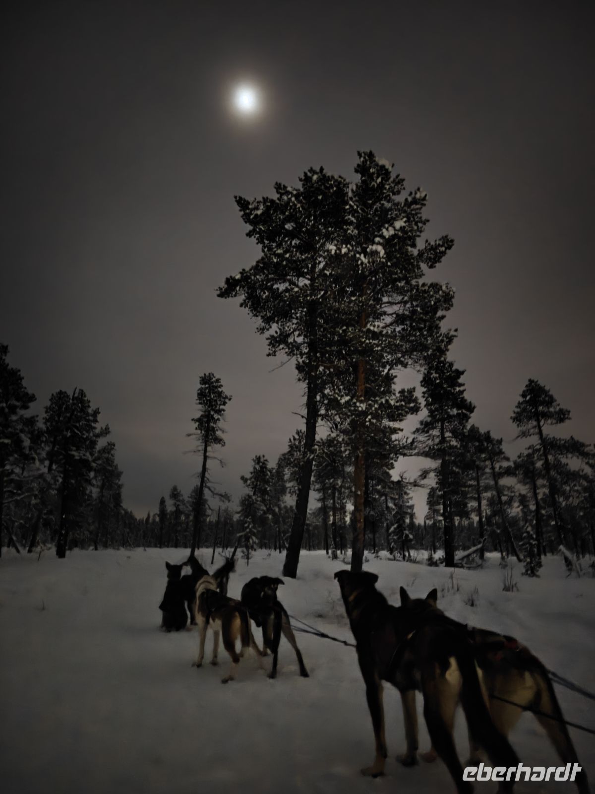 Huskyschlitten-Fahrt