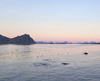 Schwertwale vor Svolvaer &ndash; &copy; Ria Heilmann (Eberhardt TRAVEL)