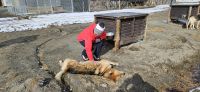 Verschmuster Schlittenhund &ndash; &copy; Ria Heilmann (Eberhardt TRAVEL)