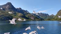 249 Lofoten, Adlersafari