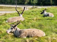 6. Tag - Rentiere in Finnisch Lappland &ndash; &copy; Christin Kuschka (Eberhardt TRAVEL)