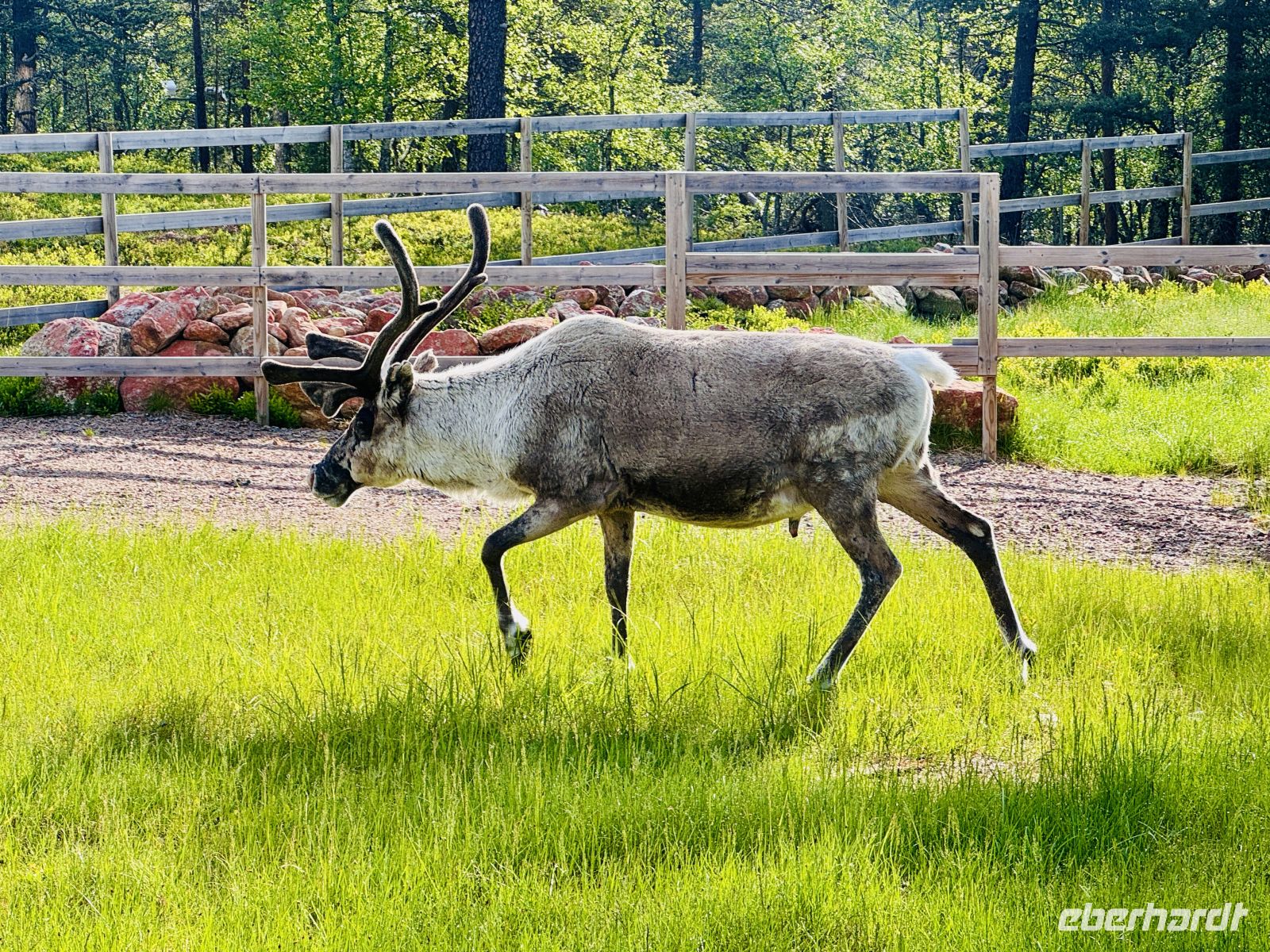 6. Tag - Rentiere in Finnisch Lappland &ndash; &copy;  (Eberhardt TRAVEL)