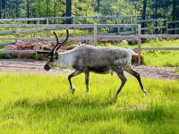 6. Tag - Rentiere in Finnisch Lappland &ndash; &copy; Christin Kuschka (Eberhardt TRAVEL)