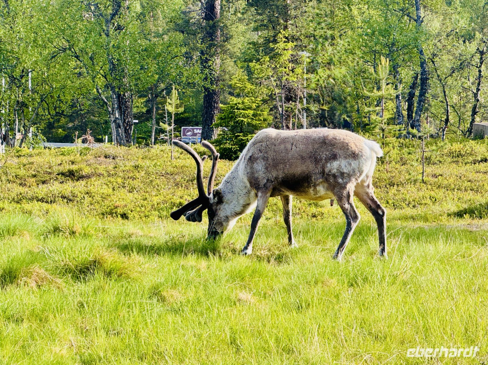 6. Tag - Rentiere in Finnisch Lappland &ndash; &copy;  (Eberhardt TRAVEL)