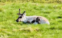 6. Tag - Rentiere in Finnisch Lappland &ndash; &copy; Christin Kuschka (Eberhardt TRAVEL)