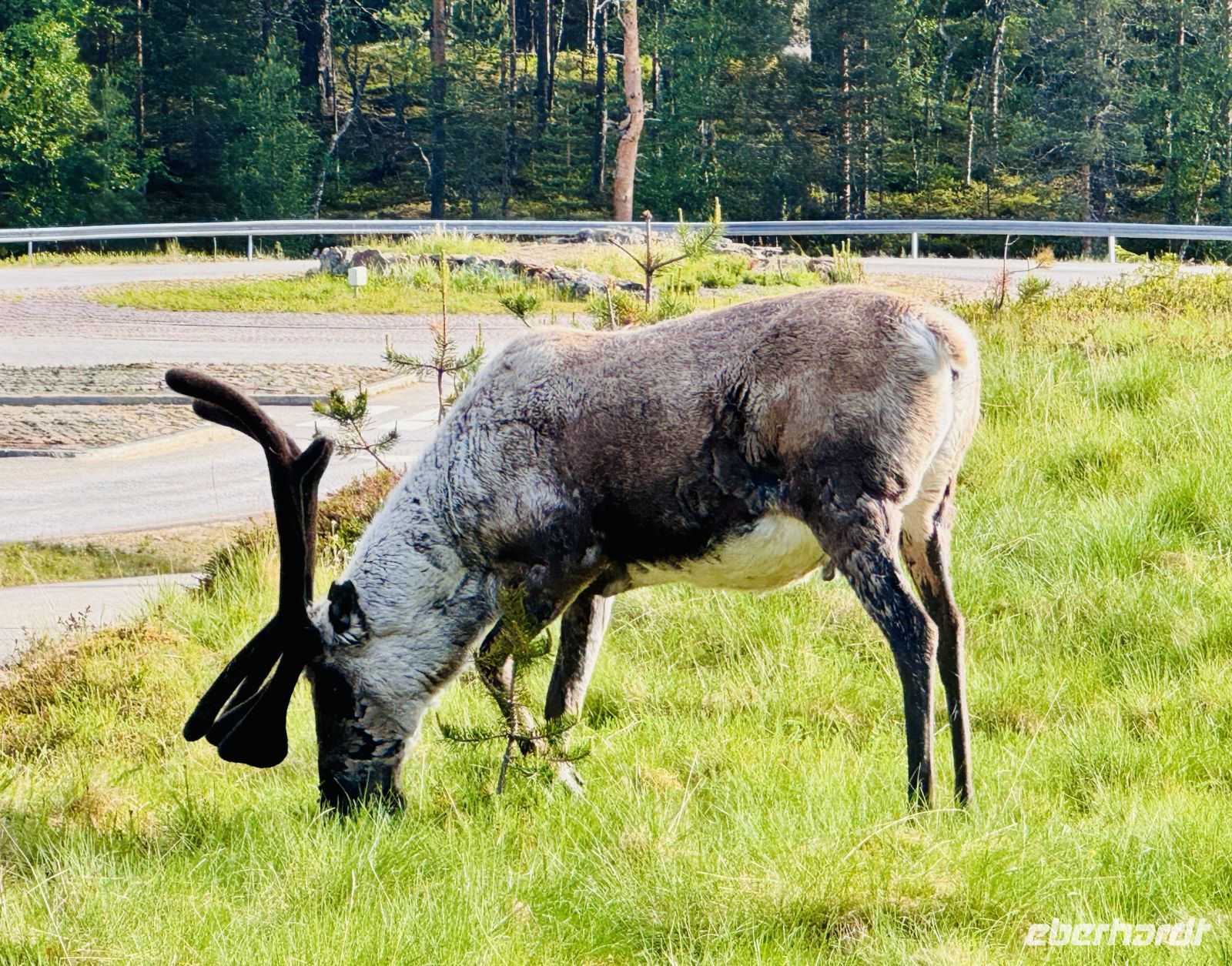 6. Tag - Rentiere in Finnisch Lappland &ndash; &copy;  (Eberhardt TRAVEL)