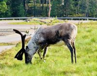 6. Tag - Rentiere in Finnisch Lappland &ndash; &copy; Christin Kuschka (Eberhardt TRAVEL)