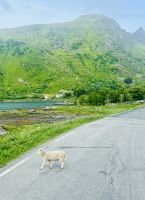 8. Tag - Lofoten  &ndash; &copy; Christin Kuschka (Eberhardt TRAVEL)