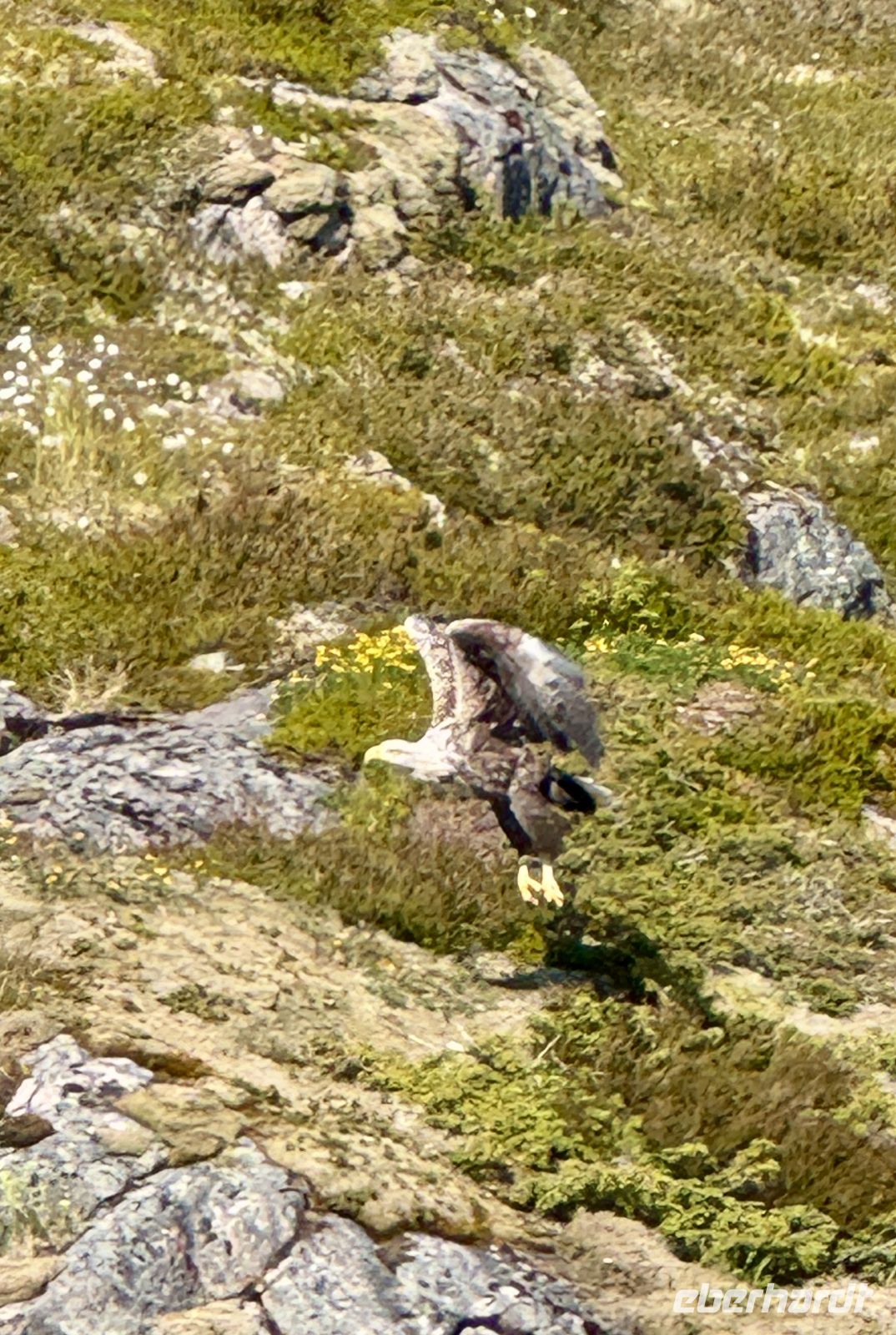 9. Tag - Seeadler &ndash; &copy;  (Eberhardt TRAVEL)