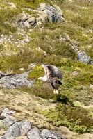 9. Tag - Seeadler &ndash; &copy; Christin Kuschka (Eberhardt TRAVEL)