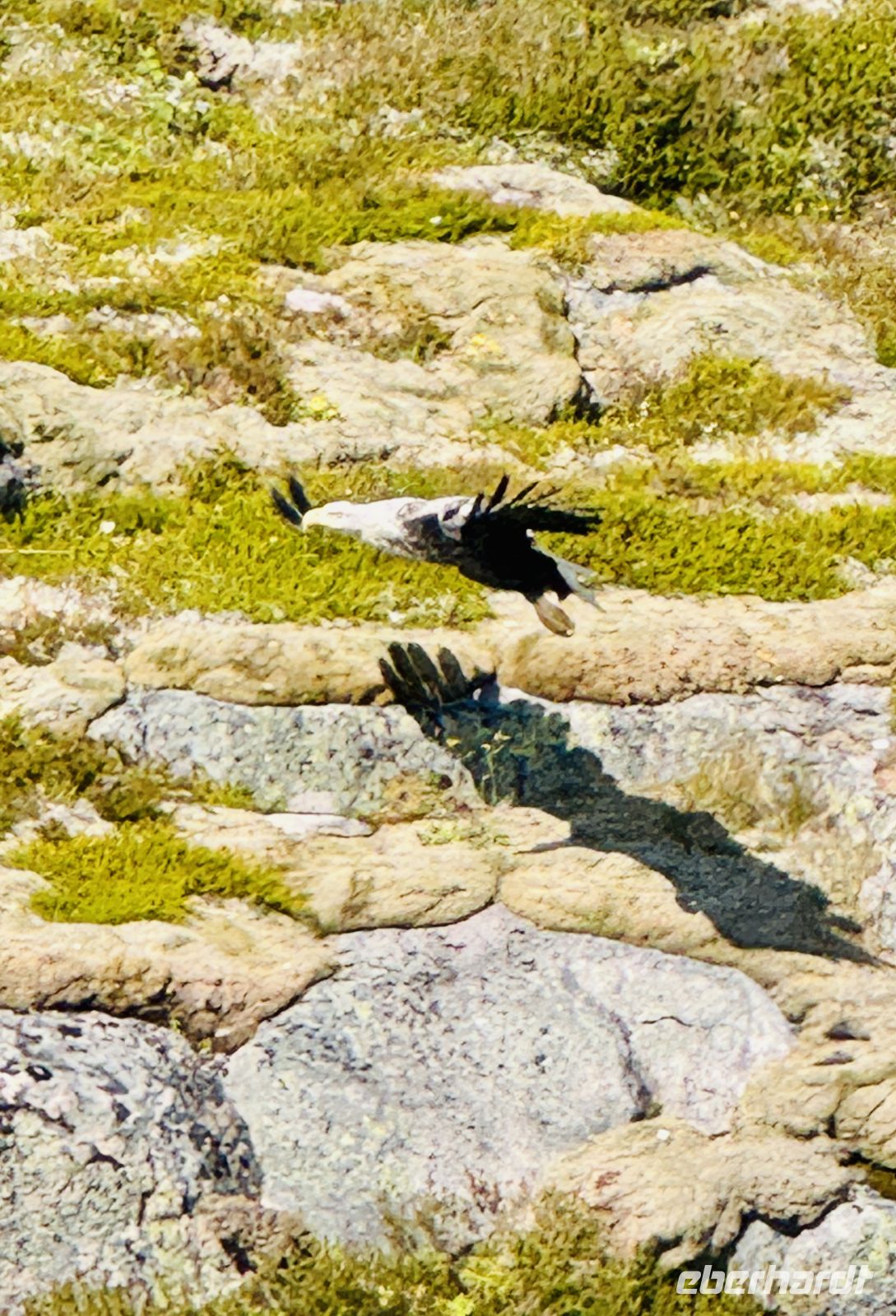 9. Tag - Seeadler &ndash; &copy;  (Eberhardt TRAVEL)