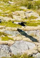 9. Tag - Seeadler &ndash; &copy; Christin Kuschka (Eberhardt TRAVEL)