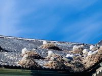 10. Tag - Möwennester auf den Dächern von Å, Lofoten  &ndash; &copy; Christin Kuschka (Eberhardt TRAVEL)
