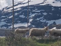 Empfangskomitee? &ndash; &copy; Marta Rass (Eberhardt TRAVEL)
