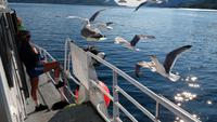 268 Lofoten, Adlersafari