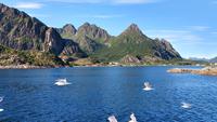 288 Lofoten, Adlersafari