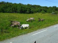 058 Norwegen - die ersten Rentiere