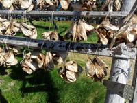 062 Norwegen - hier trocknen Fischköpfe