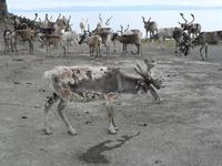 095 Norwegen - Rentierherde 1