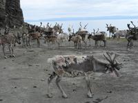 096 Norwegen - Rentierherde 2