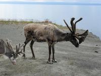 097 Norwegen - Rentier tschÜÁ!