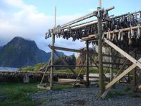 Stockfischgestell Lofoten