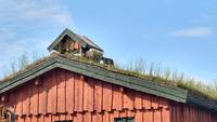 327 Lofoten, Vareid