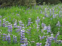 Island, Alaskalupine