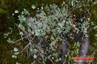 Blühende Flechte am Inarisee